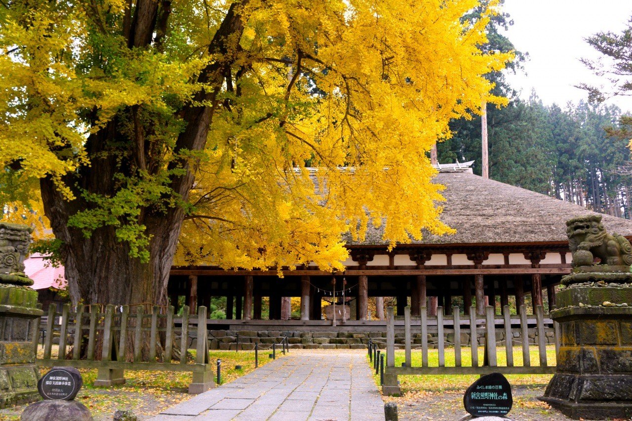 ⛩️ 가와고에 구마노 신사 이미지 7